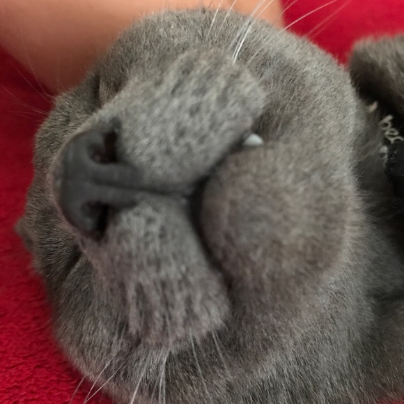 Meet your Posher, Maya - Picture 1 of 1